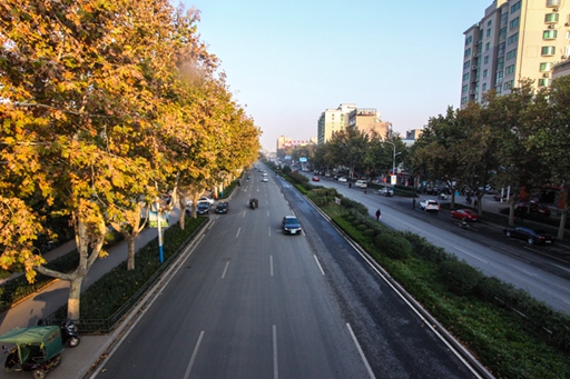 济南市张庄路道路绿化工程